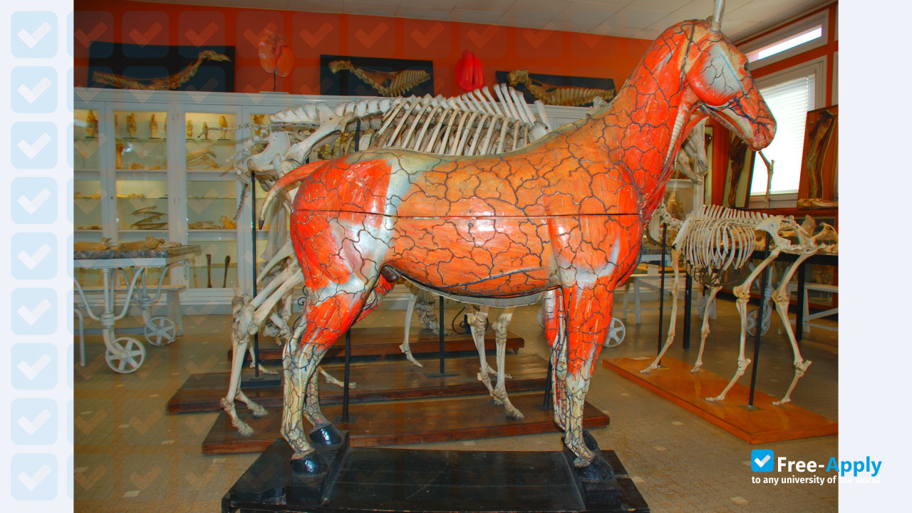 National Veterinary School of Toulouse photo #20