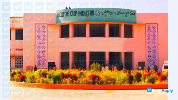 Foto de la Sindh Agriculture University #1